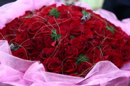 娇艳的红玫瑰花束图片