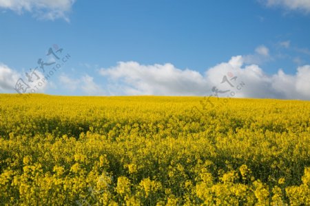 油菜花田