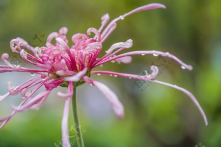 雨后秋菊娇欲滴