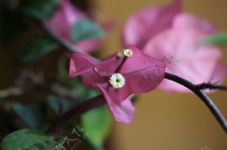 三角梅的花蕊