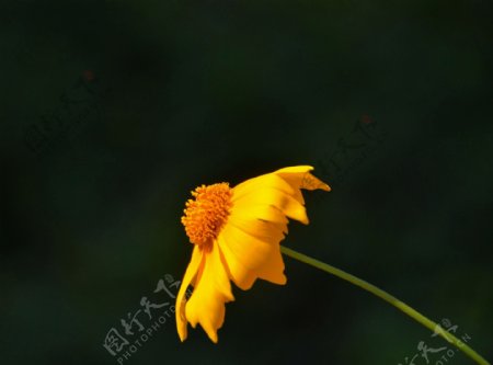 黄色金鸡菊花卉