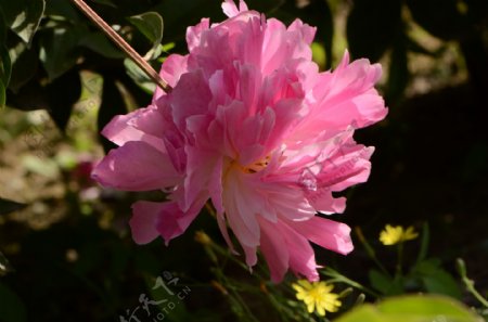 粉色和白色的芍药花