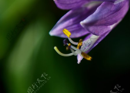 梦幻紫玉簪花卉