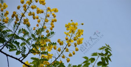 黄色槐花