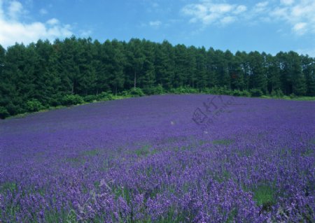 薰衣草花田