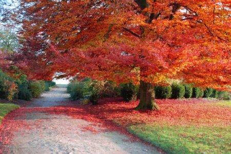 唯美红色树木风景图片