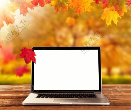 秋天树叶与笔记本电脑图片