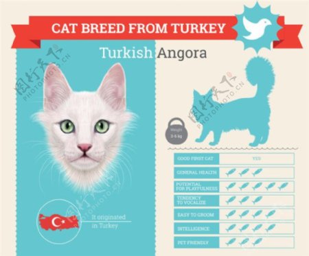 土耳其安哥拉猫图片