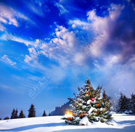 雪地上的圣诞树图片