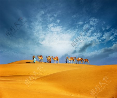 蓝天白云骆驼沙漠