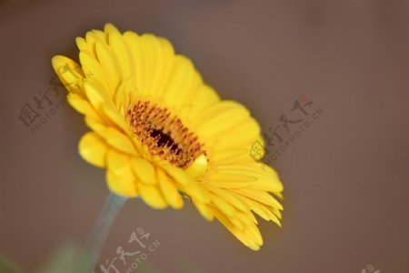 高清黄色菊花图片