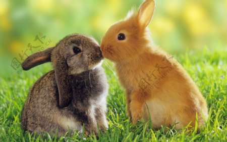 兔子亲吻高清图片素材