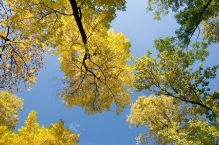 秋天的树木在天空