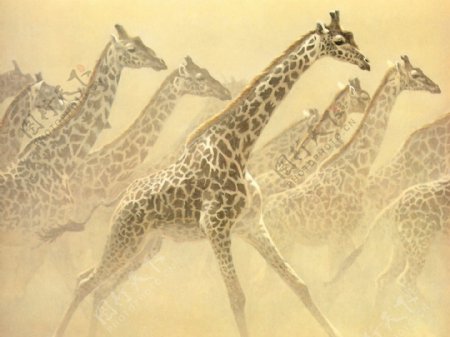 长颈鹿手绘动物画长颈鹿