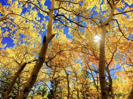 美丽秋天树林风景图片