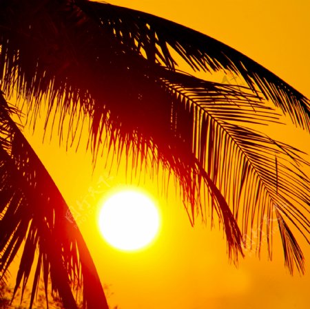 椰子树枝和落日