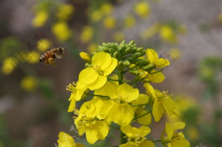 蜜蜂2