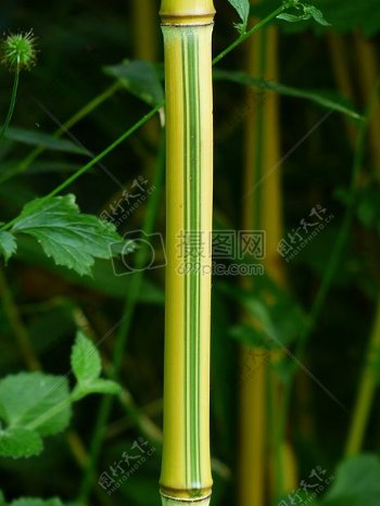 绿黄色的竹子
