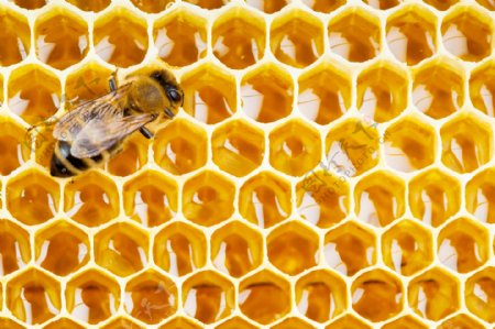 蜂巢蜂蜜图片