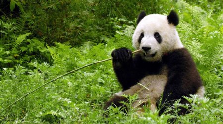 可爱中国大熊猫图片