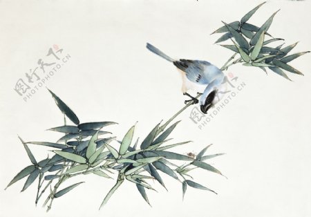 中国画鸟竹叶