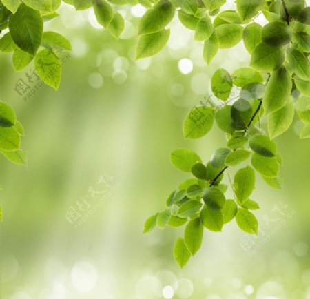 春天绿叶背景图片