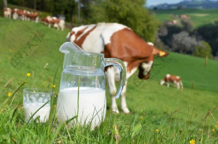 草地上的奶牛与鲜牛奶