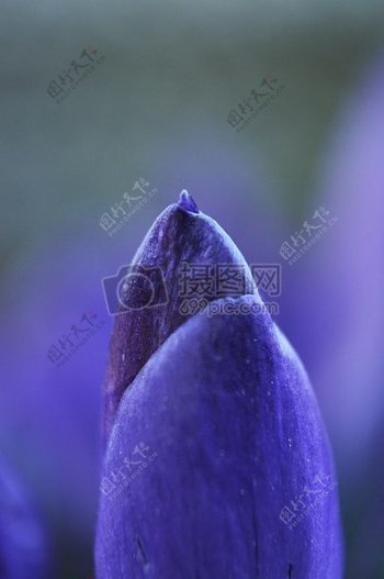 野外紫色植物