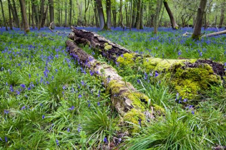森林中的蓝色花丛