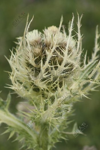 野生植物