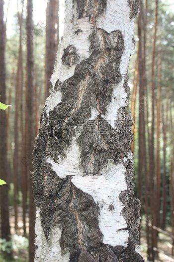 白桦木的树干