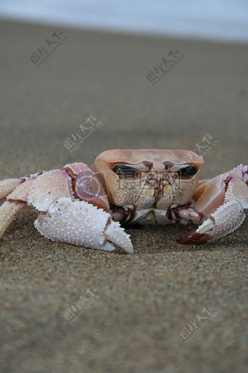 阳光下的螃蟹