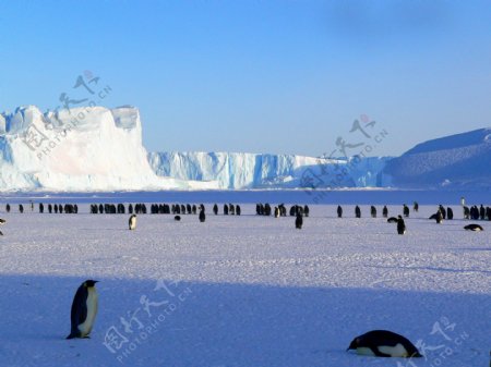 南极帝企鹅图片