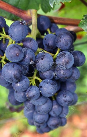 蓝色的葡萄