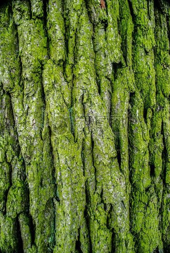 绿色的树皮苔藓
