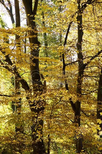 自然森林树木叶子秋季秋天时间