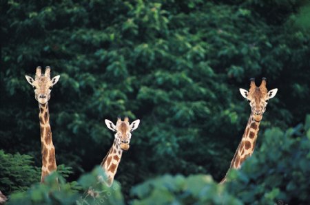 森林中三只长颈鹿图片