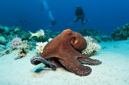 海洋里的生物摄影图片