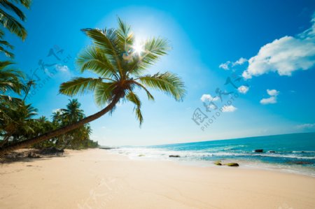 海滩上弯曲的椰子树