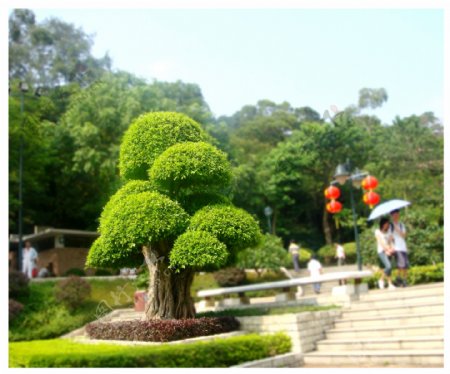 绿色蘑菇树图片
