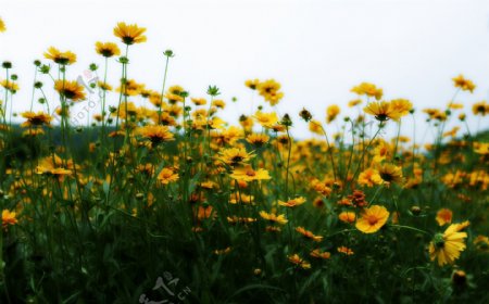黄色小雏菊图片