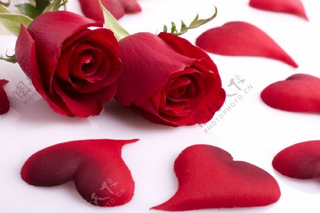 浪漫玫瑰花与花瓣图片