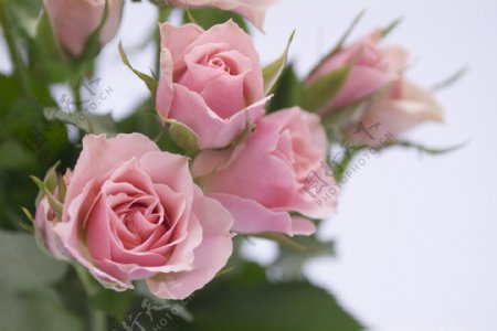 唯美粉色玫瑰花图片