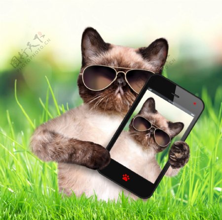 小猫拿手机图片