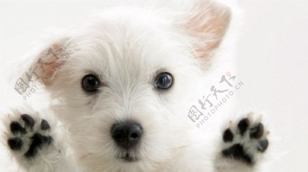 可爱的小白狗图片