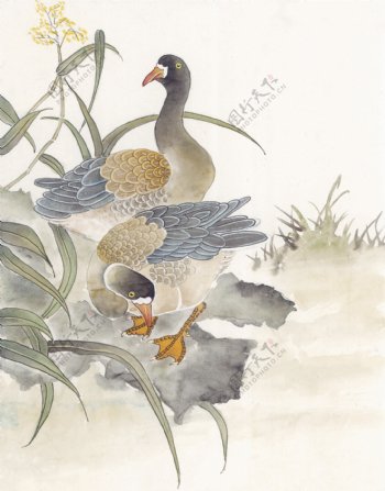 花鸟中国画55