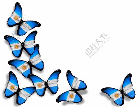 阿根廷国旗蝴蝶