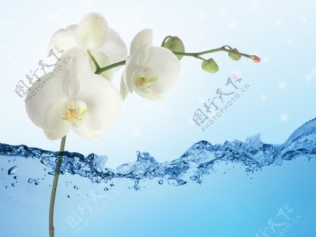 水元素花卉装饰背景墙
