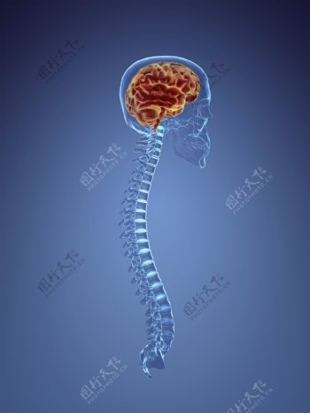 人体大脑脊髓图片