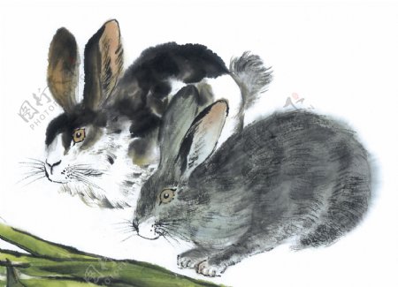 兔子写意动物画国画0072